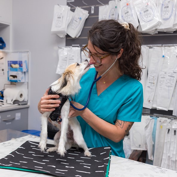 SavourLife Partners with Animal Welfare League Queensland Community Vet Clinics to Provide Targeted Support for Vulnerable Pet Owners