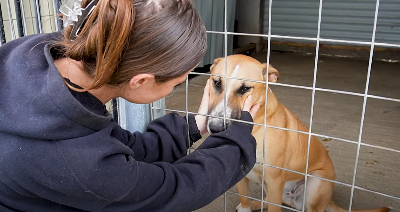 The reality of running a rescue group