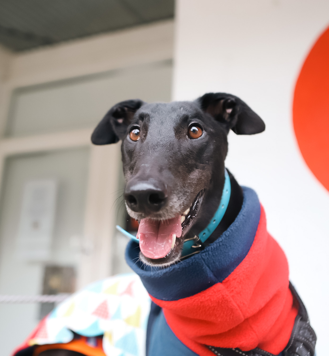 We've awarded a $10,000 grant to Amazing Greys!