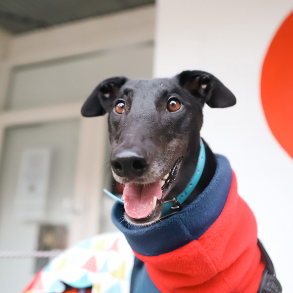 We've awarded a $10,000 grant to Amazing Greys!