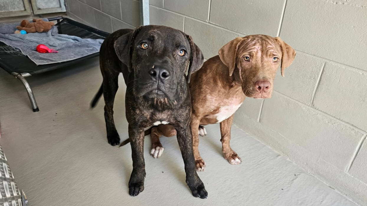 The most successful Rescue Month ever!