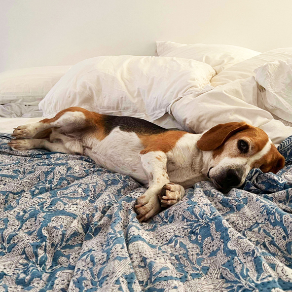Maneesh from Beagle Freedom Australia finally gets his happy ever after
