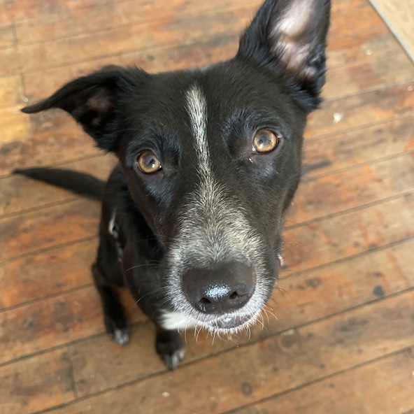 Kelpies from Maggie's Rescue visit Bondi Vet