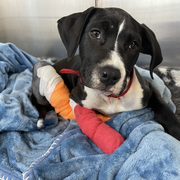 Emergencies happen and these pups needed a helping hand.