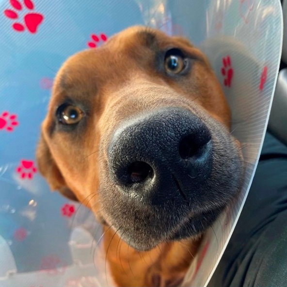 How we help people and pets stay together.