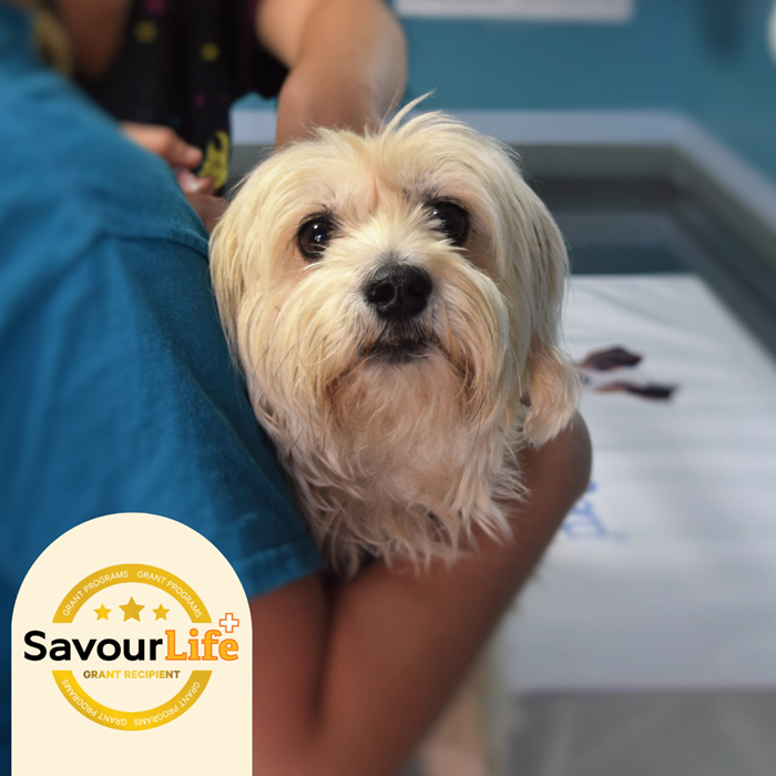 Providing comfort, love and care to special dogs in their final years.