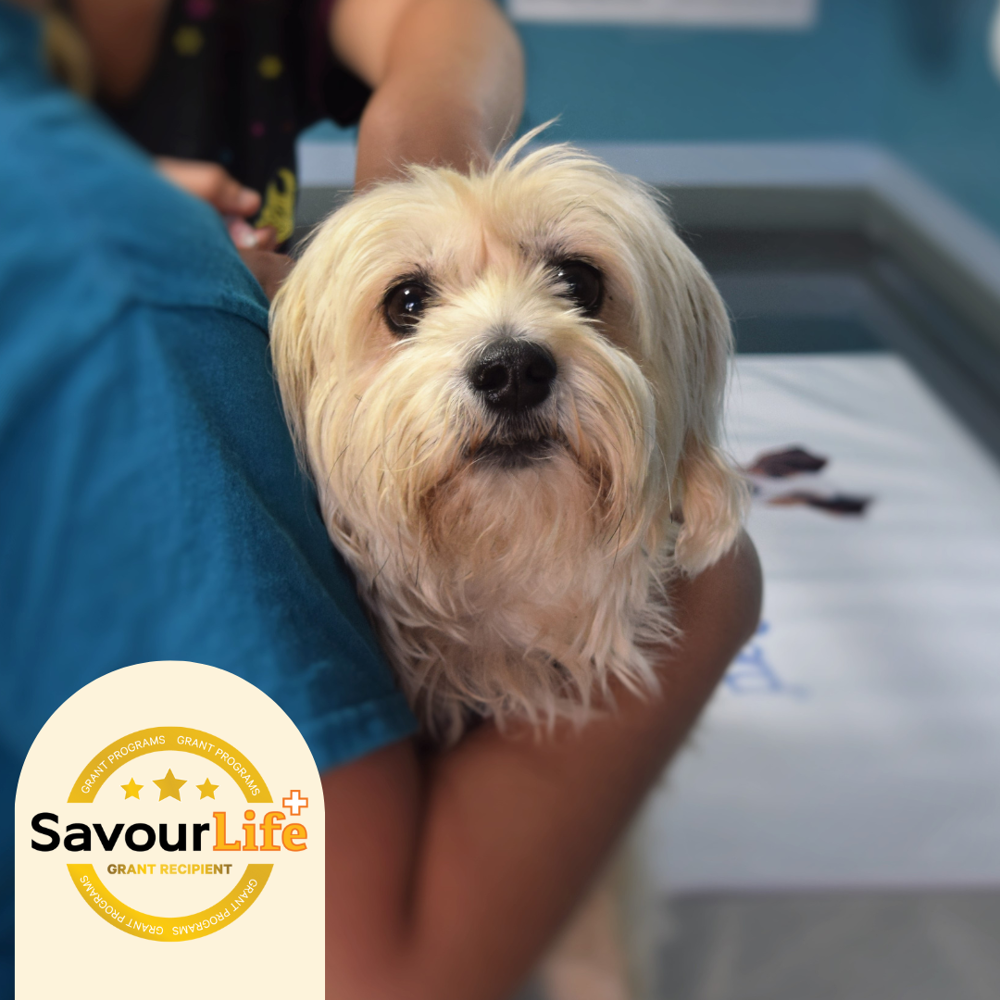 Providing comfort, love and care to special dogs in their final years.