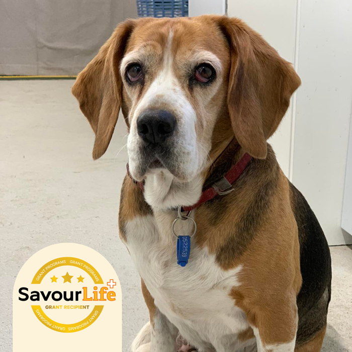 A safe place for vulnerable dogs rescued from research labs.