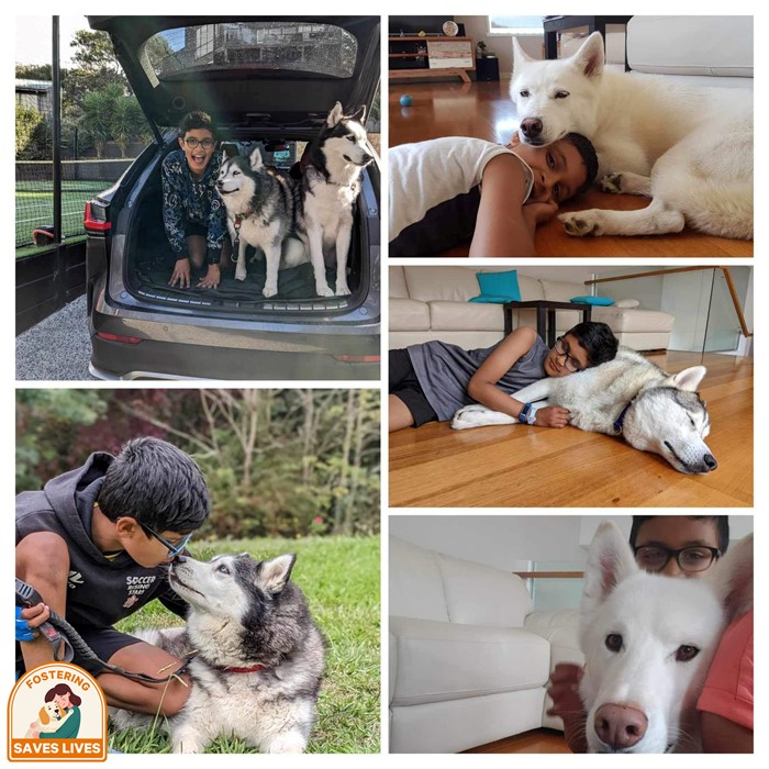 How a dedicated 12-year-old has saved, fostered and rehomed over a dozen huskies.