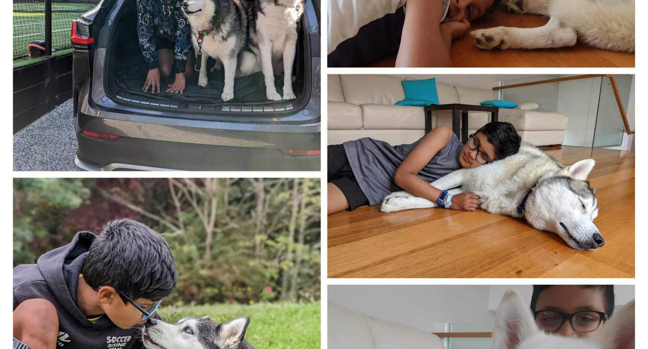How a dedicated 12-year-old has saved, fostered and rehomed over a dozen huskies.