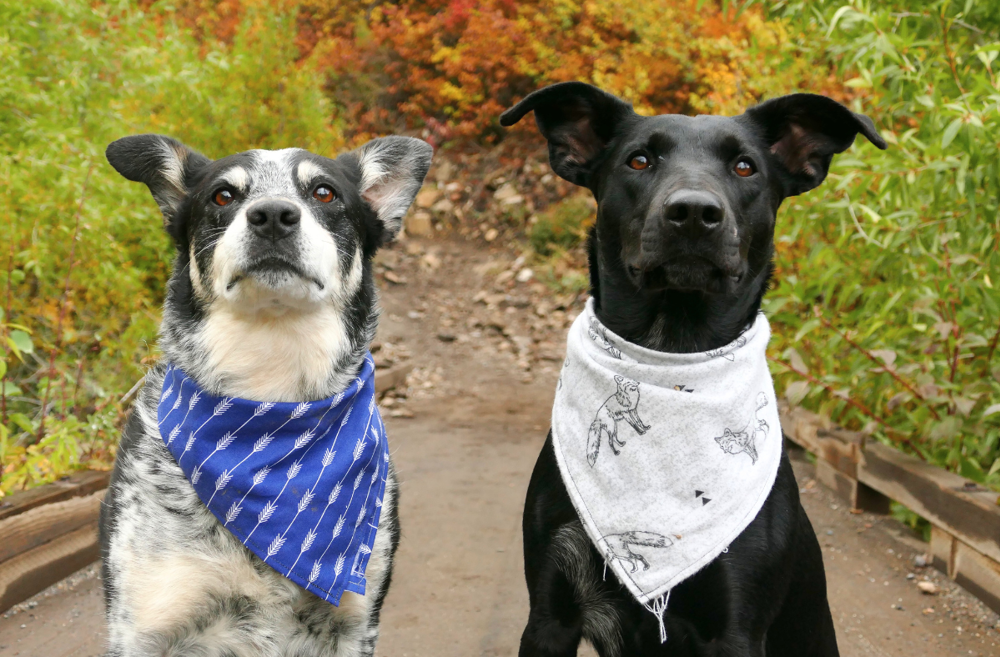 Introducing Your New Rescue Dog to Your Older Dog