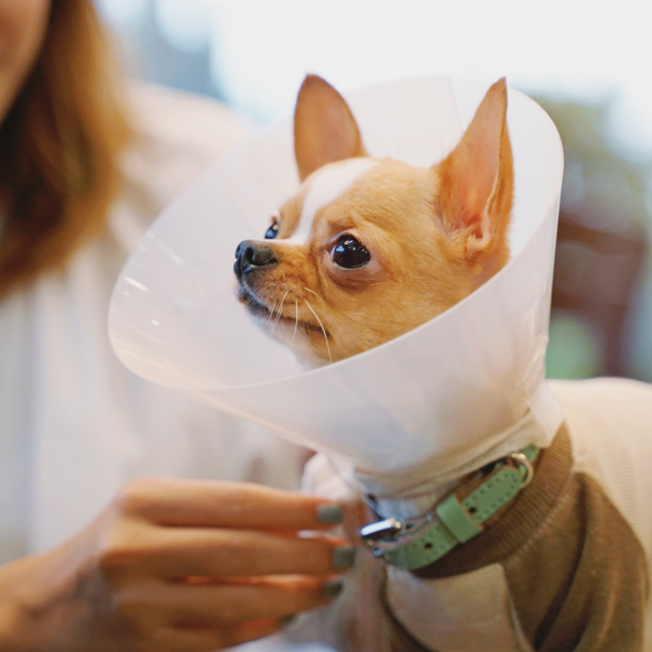 Community program update - diverting dogs from entering the shelter
